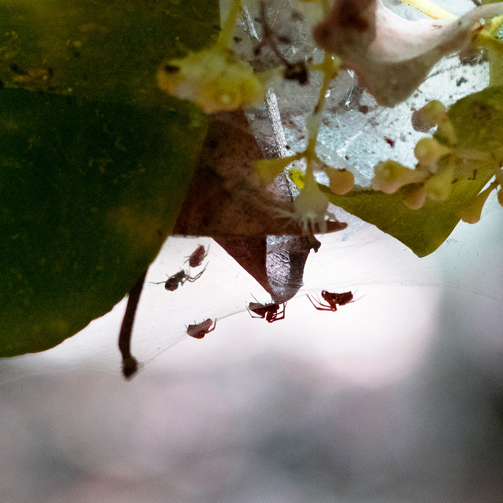 Evolutionary Biology Lab -- Photography